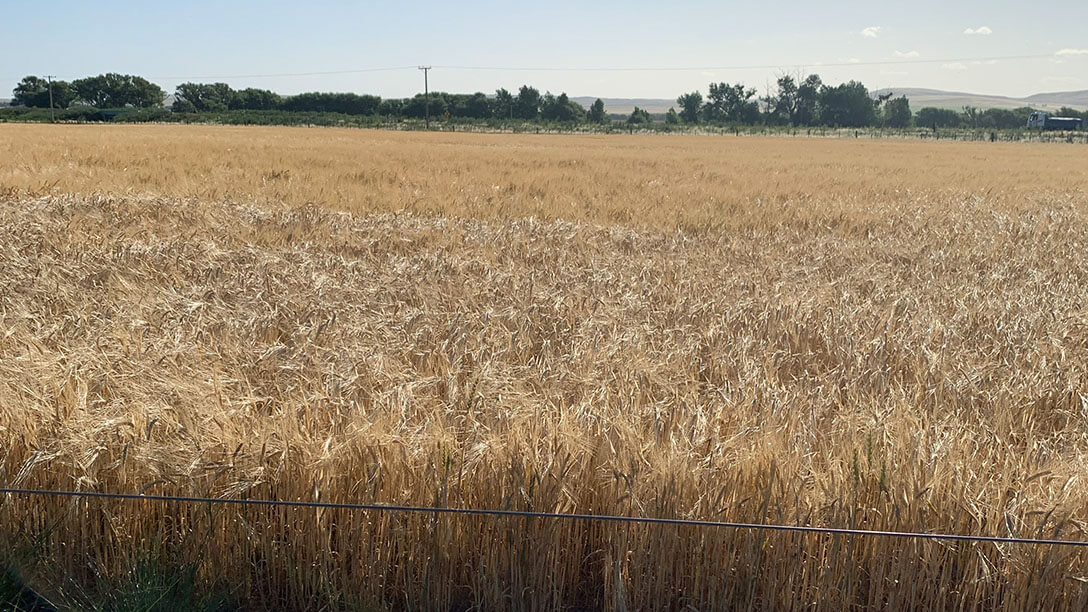 Agricultura